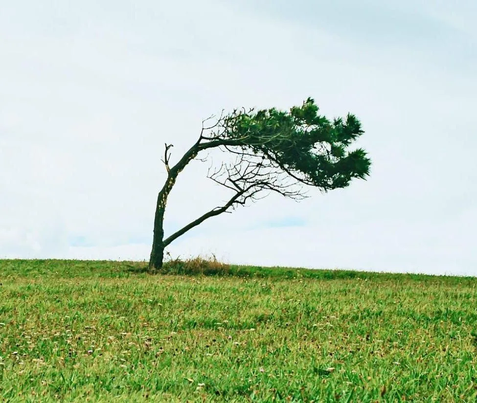 Ein einzelner, vom Wind geneigter Baum auf einem grasbewachsenen Hügel